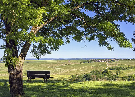 vue sur les vignobles chablisien avec un arbre en premier plan