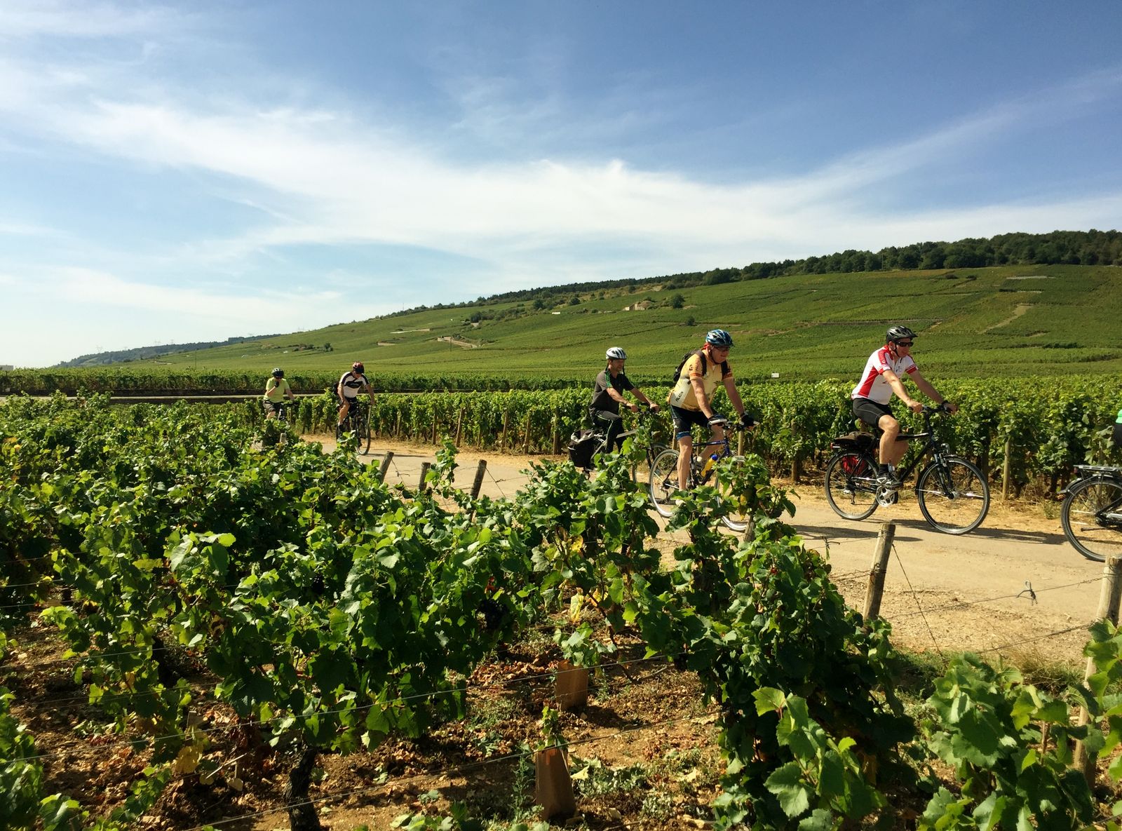 Cyclistes dans les vignes auxerrois