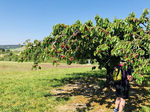 une femme en dessous un arbre avec des cerises