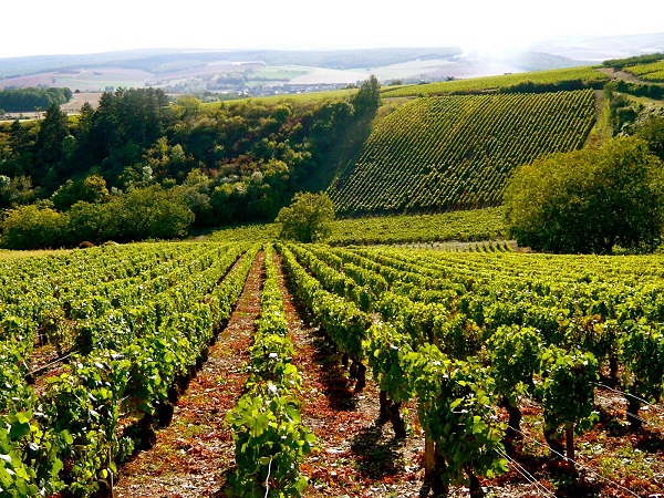 vue panoramique vignobles saint bris le vineux